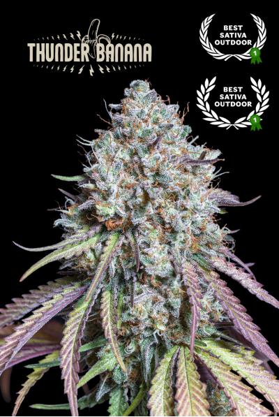 Thunder Banana Feminisiert Seedstockers