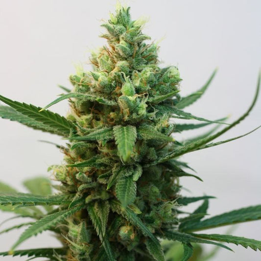 TOXIC Feminisiert Ripper Seeds