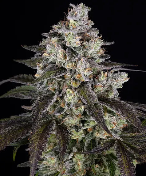 Trainwreck Feminisiert Barney's Farm