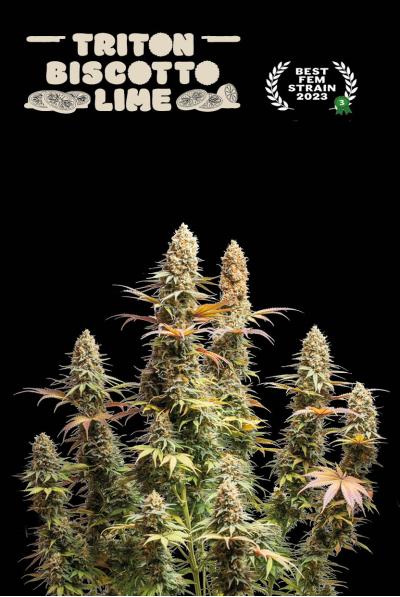 Triton Biscotto Lime© Feminisiert Seedstockers
