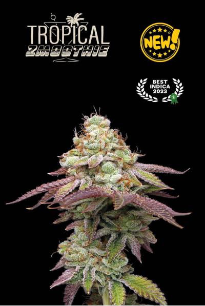 Tropical Zmoothie© Feminisiert Seedstockers