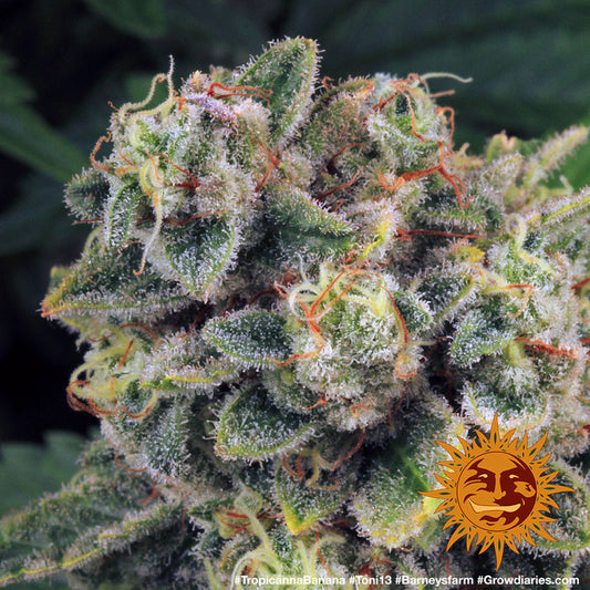 Tropicanna Banana Feminisiert Barney's Farm