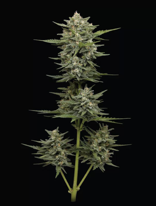 Auto Vanilla Latte (Feminisiert) Humboldt Seed Company