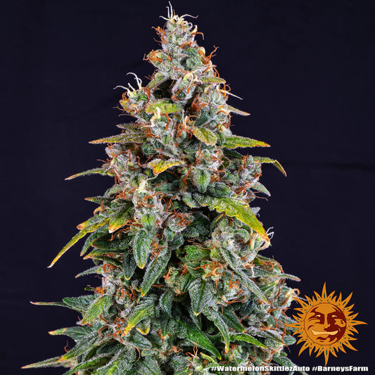 Auto Watermelon Zkittlez (Feminisiert) Barney's Farm