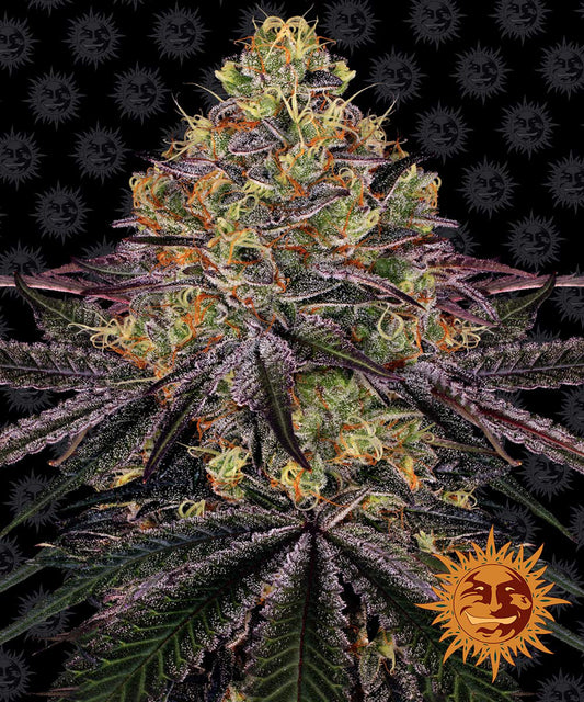 Watermelon Zkittlez Feminisiert Barney's Farm