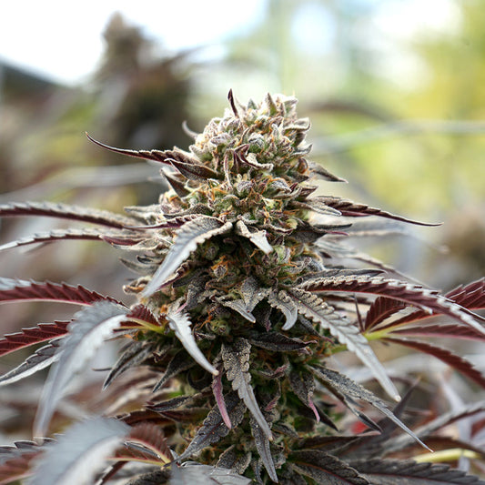Fast Flowering White Runtz Feminisiert Humboldt Seed Organisation