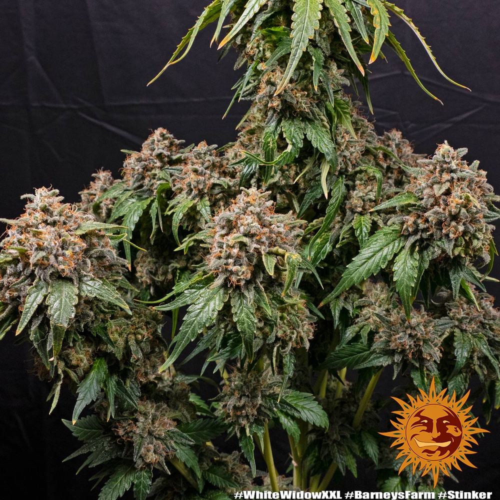 White Widow XXL Feminisiert Barney's Farm
