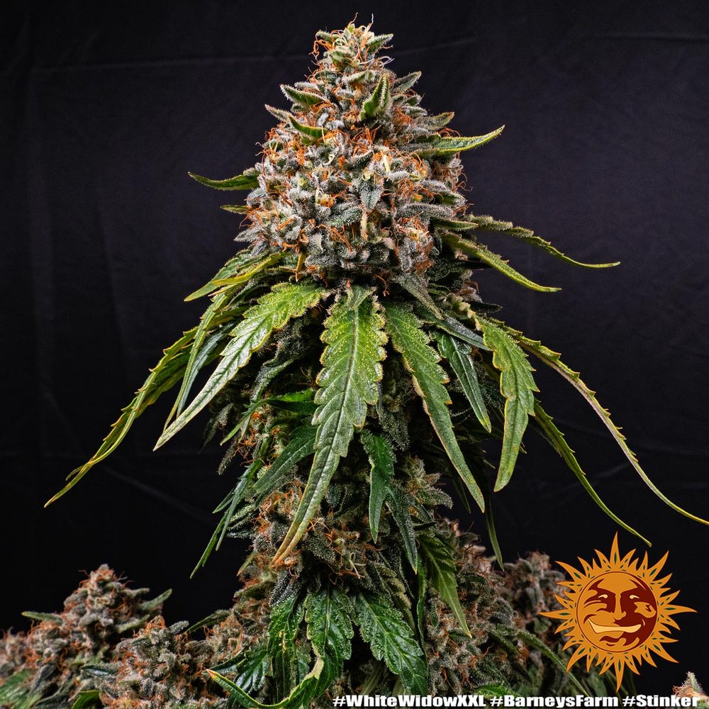 White Widow XXL Feminisiert Barney's Farm