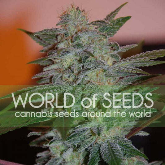 Yumbolt 47 Feminisiert Delicious Seeds (World of Seeds)