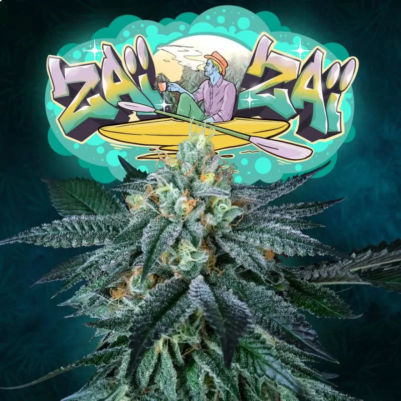 Zaïzaï Feminisiert Perfect Tree Seeds