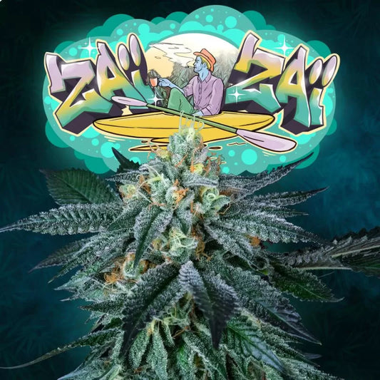 Zaïzaï Feminisiert Perfect Tree Seeds