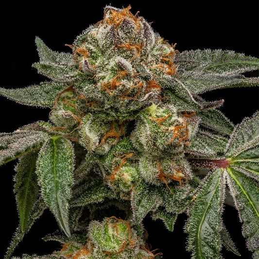 Zake Feminisiert Ripper Seeds