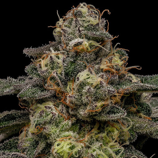 Zombie Bride Feminisiert Ripper Seeds